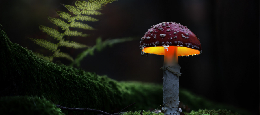 psychedelische paddenstoel bij nachtlicht